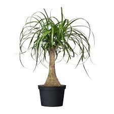 P. Beaucarnea Recur 19/70cm