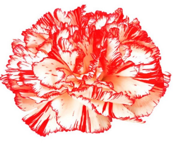 Clavel Nac. 70cm Carola