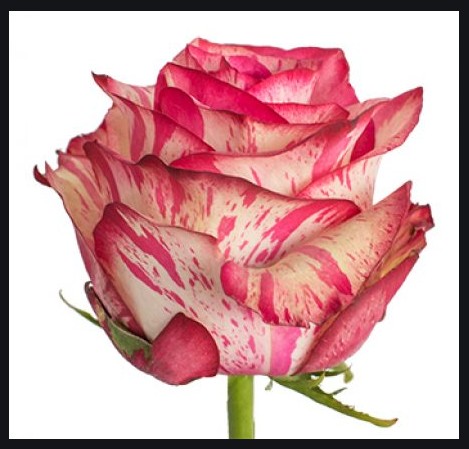Rosa Ecu. Magic Times 60cm Bic.