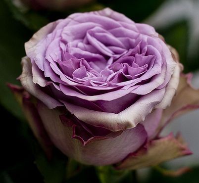 Rosa Hol. Dolcetto! 50cm