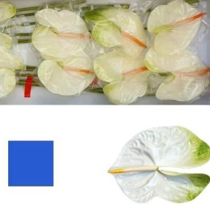 Anthurium Hol. Acropolis Groen 15  "CC10"