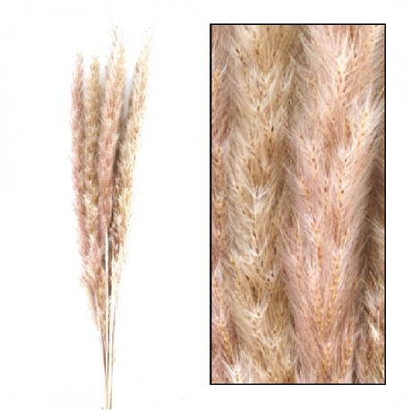 Plumas Pampa Jaxx Nature Seco Natural 65-75cm (6 Tallos)