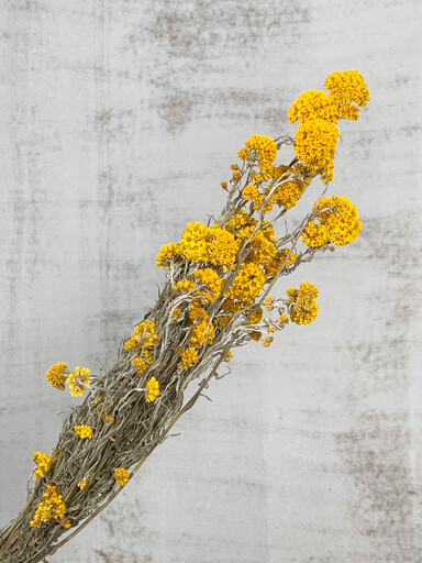 Sanfordii Seco Amarillo 40g 50cm