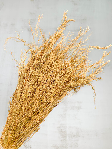 Star Grass Seco Ocre 50cm 110g