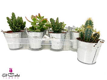 P. Cactus Mixto+Maceta zinc 9.5/10cm "CC12"