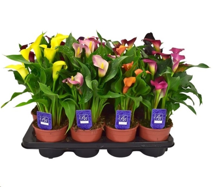 P. Calla Mixta 14/40cm x8  -BB Plants-