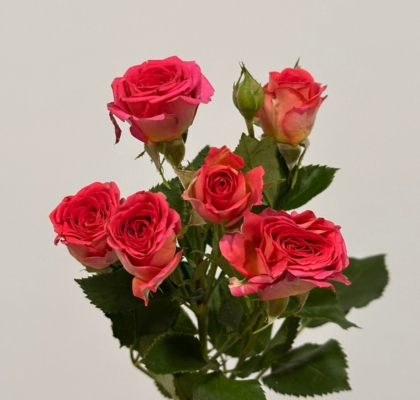 Ramificada Chimo 40cm Premium