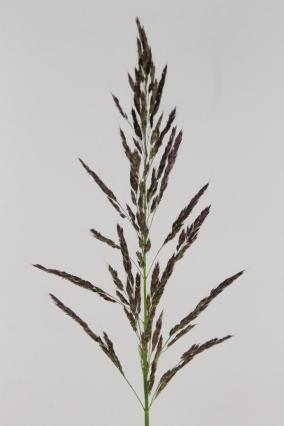 Pennisetum Viol Umbrella 80cm