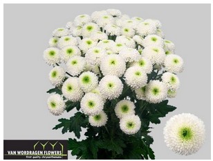 Margarita Hol. Albarino 80gr Blanco