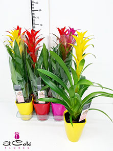 P. Guzmania Mixta "Caja" 14/60cm Decorum +Ceramica (Precio x6 ud