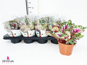 P. Begonia Bel Mix 12/25cm "CC8"