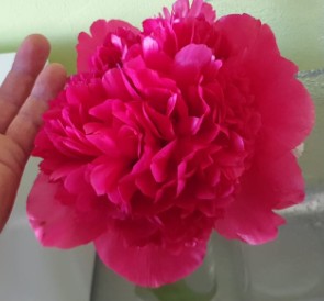 Peonia Nac. Command Perf 55cm