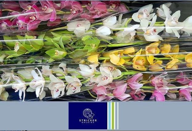 Cymbidium Mixta 80cm " Stricker  "