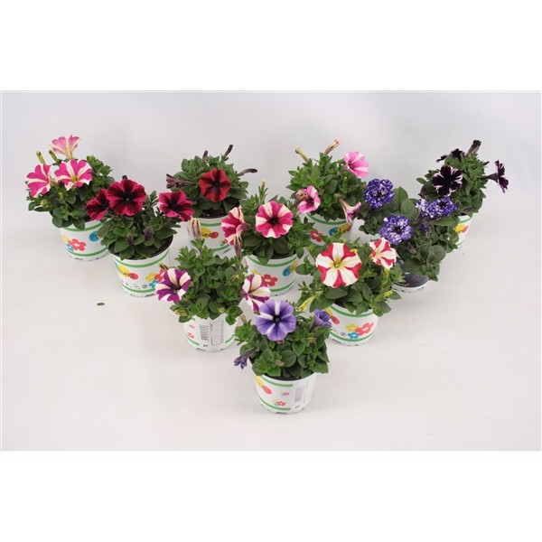 P. Petunia Hol. Mixta 10.5/15cm "CC12"