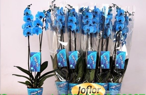 P. Phalaenopsis Ov. Azul 12/75cm 2T x10 -Joflor-
