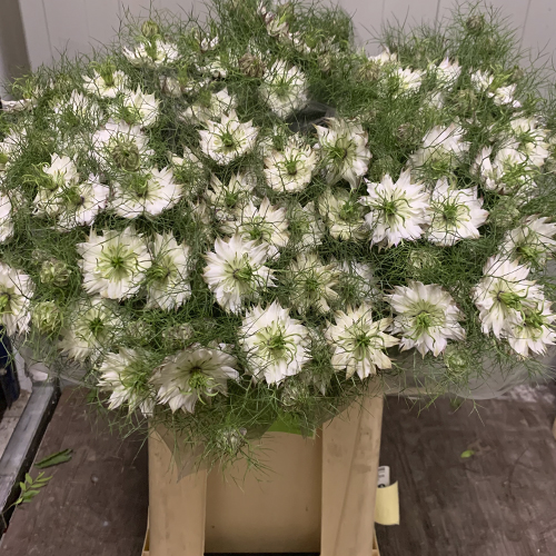 Nige D. Mystery White 75cm