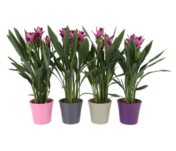 P. Curcuma Al Siam Splash 14/60cm "CC4"