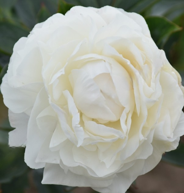 Peonia Nac. Princess Bride 55cm