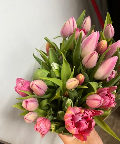 Tulipan Hol. Popurri 30cm "T50"