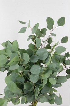 Eucalipto Italia Populus 70cm 200gr