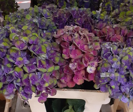Hortensia Hol. Charlottte 60cm �16/18 Bic.