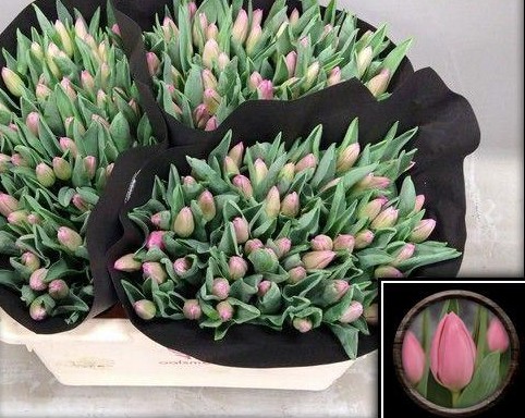 Tulipan Hol. Molto Amata 35cm Rs.