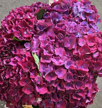 Hortensia Hol. Mon Amour Pars 60cm 16/18 Morado