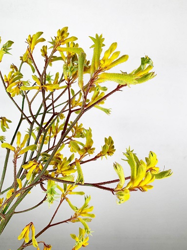 Anigozanthos Nac. Amarillo 90cm