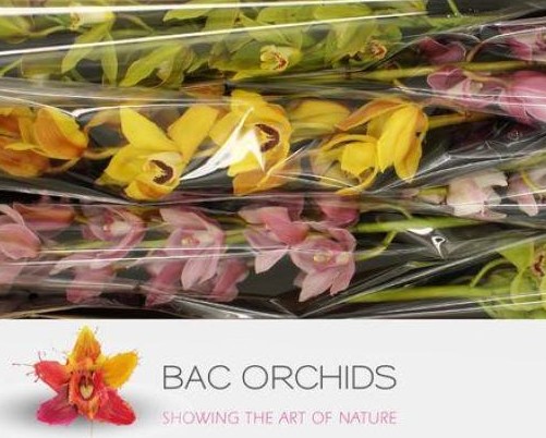 Cymbidium Mixta 80cm "Bac Orchids"
