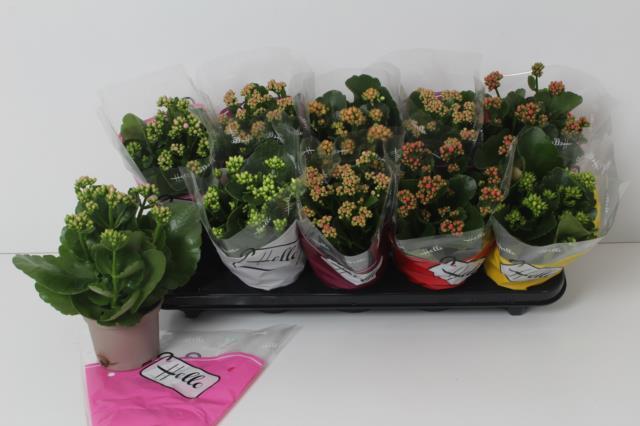 P. Kalanchoe B Ge Rf Mixto 6 Kl 10.5/24cm "CC10"