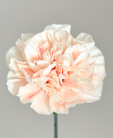 Clavel Nac. 50cm Apple Tea