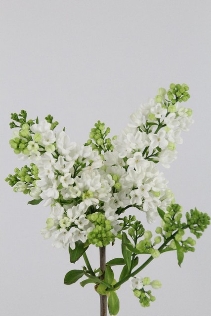 Lilas White Wonder 50cm 2bl