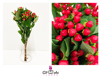 Hypericum Hol. Coco Diablo 40cm Rj