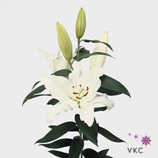 Oriental Hol. Bl. Blanco 80cm 3 flores (7 Dias-2)