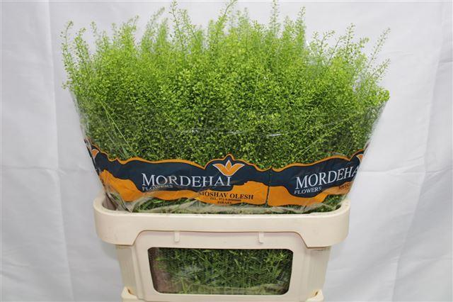 Lepidium Thlaspy Green Bell 80cm 40gr "T25"