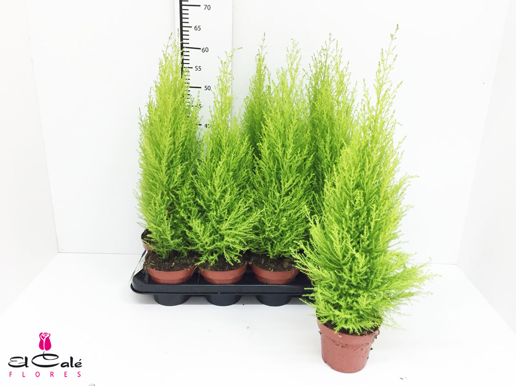 P. Cupressus Ma Gold Wilma 14/65cm x7