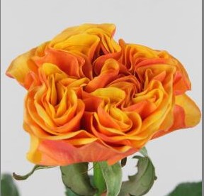 Rosa Hol. Heliana Orange+ 50cm A2