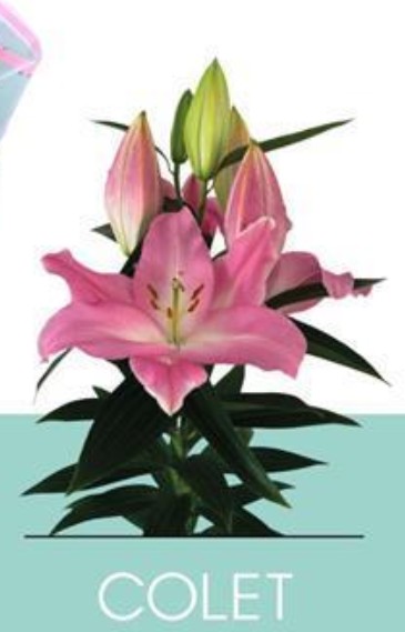 Oriental Hol. Rs. Colet 80cm 3/4 flores