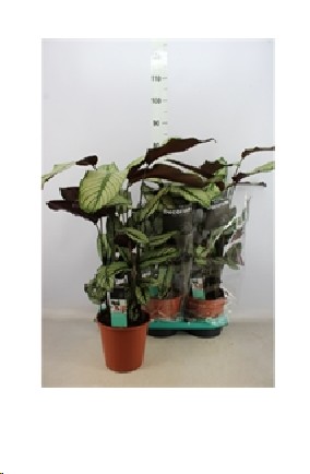 P. Calathea White star  19/80cm x3