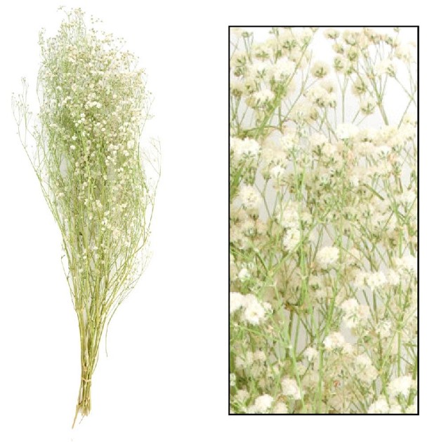 Paniculata Seca Blanca 55cm 30g