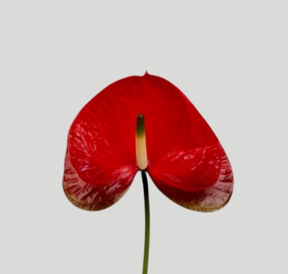 Anthurium Hol. Red Amor �9  "CC20"