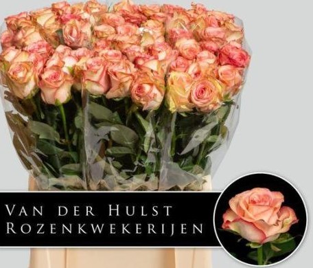 Rosa Hol. Aprikola 60cm Rs. A2