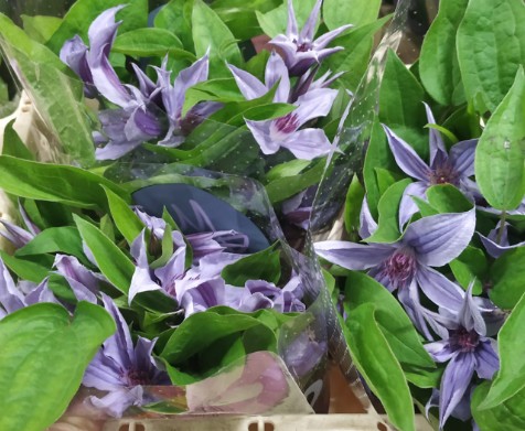 Clematis Amazing Havana 50cm Mal.