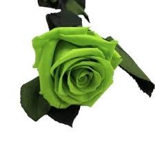 Rosa Preservada Kiara Verde 5x30Hcm