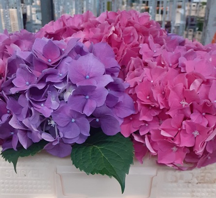 Hortensia Hol. M Cassanova 50cm �16/18 Rosa-Malva