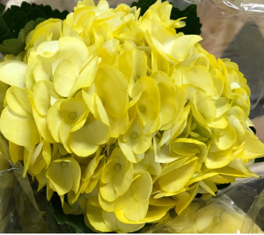 Hortensia Select Tint. Amarilla 60cm �15/16