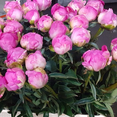Peonia Hol. Hallelujah 60cm Fucsia "AAA"