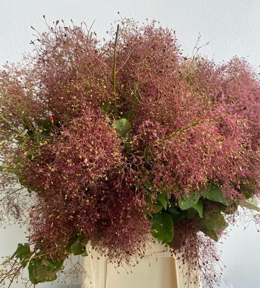 Cotinus Italia 65cm 200gr
