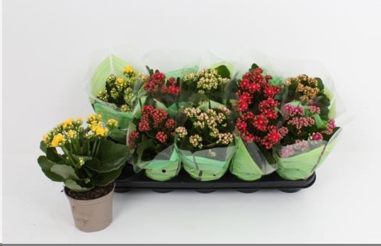 P. Kalanchoe B Ge Rf Mixto 5 Kl "Caja" 12/24cm (Precio x10 unid)