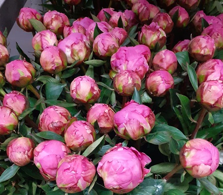 Peonia Hol. Dr. Fleming 60cm Fucsia "AAA"